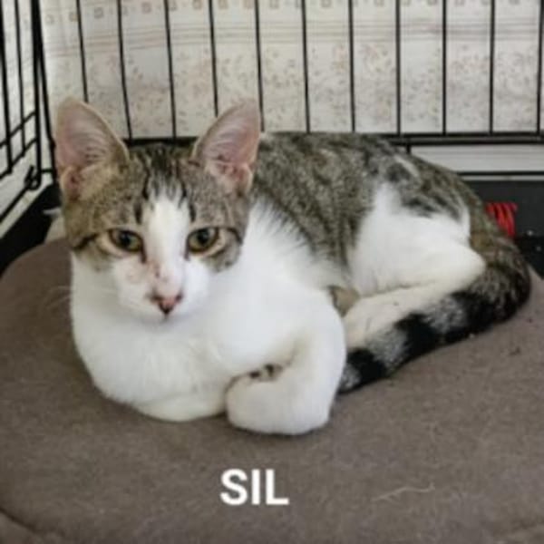 Sil