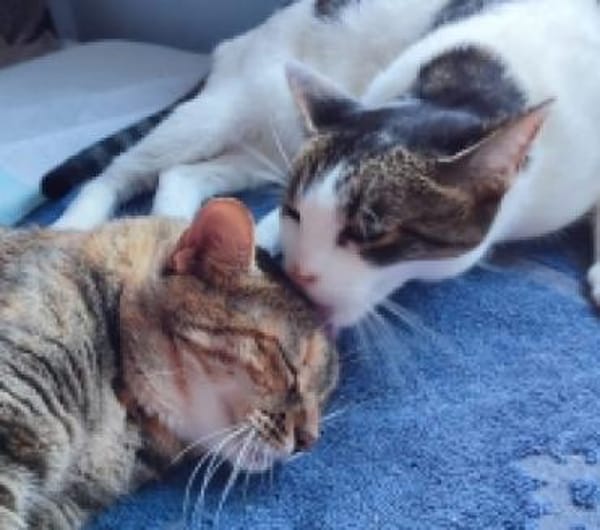Maroneta und Blanquita