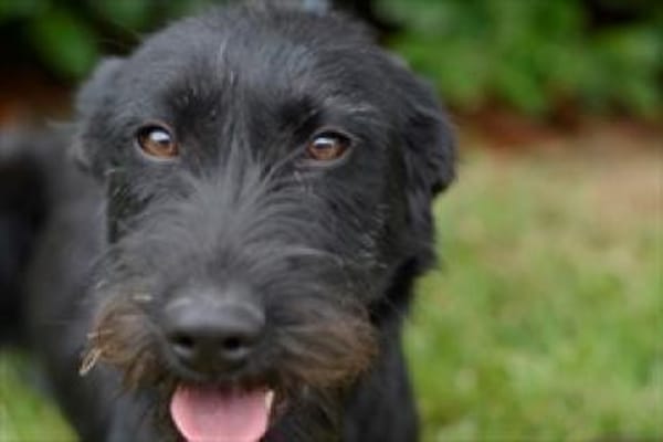 Aufgeweckte Schnauzermixhündin Lulu