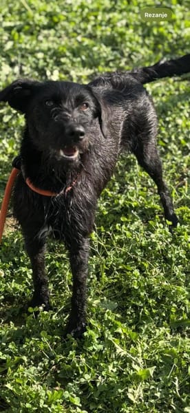 Aufgeweckte Schnauzermixhündin Lulu
