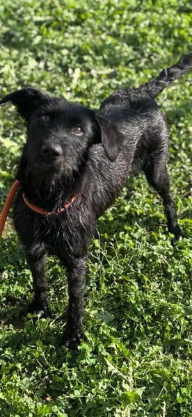Aufgeweckte Schnauzermixhündin Lulu