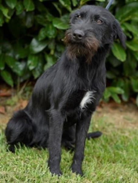 Aufgeweckte Schnauzermixhündin Lulu