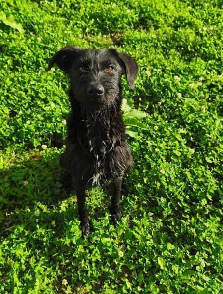 Aufgeweckte Schnauzermixhündin Lulu