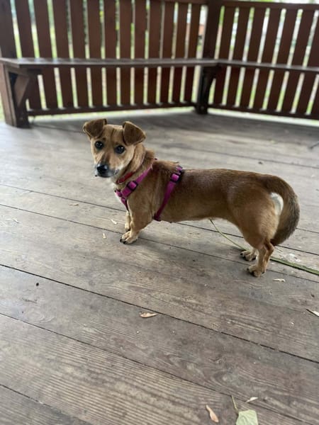 Bindi