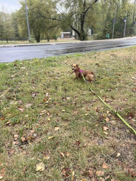 Bindi
