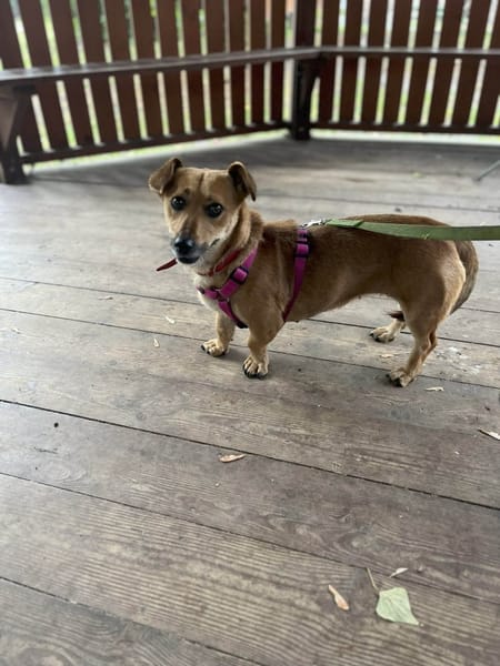 Bindi
