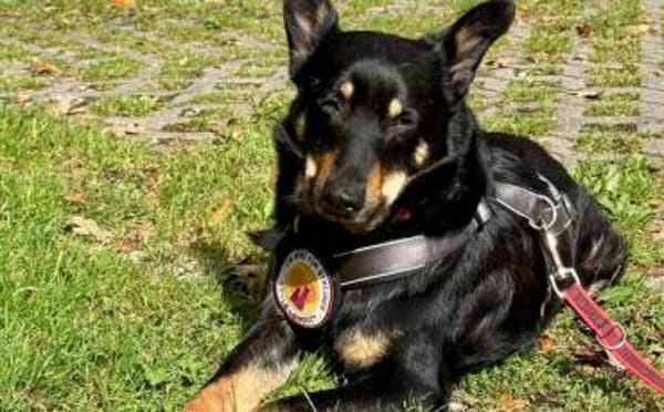 Sami: ein absoluter Traumhund