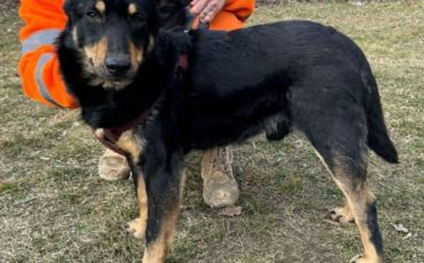 Sami: ein absoluter Traumhund