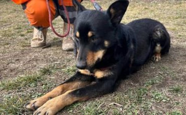 Sami: ein absoluter Traumhund
