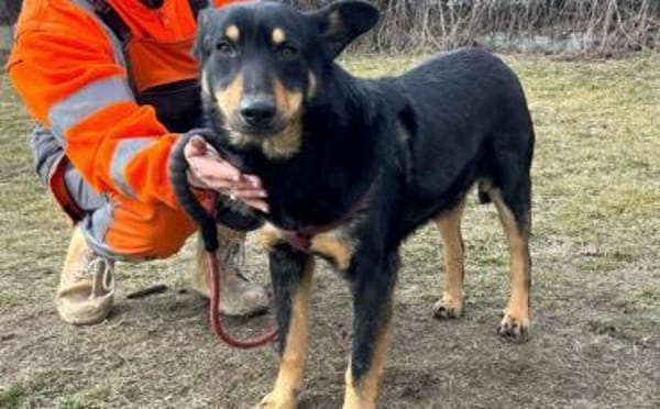 Sami: ein absoluter Traumhund