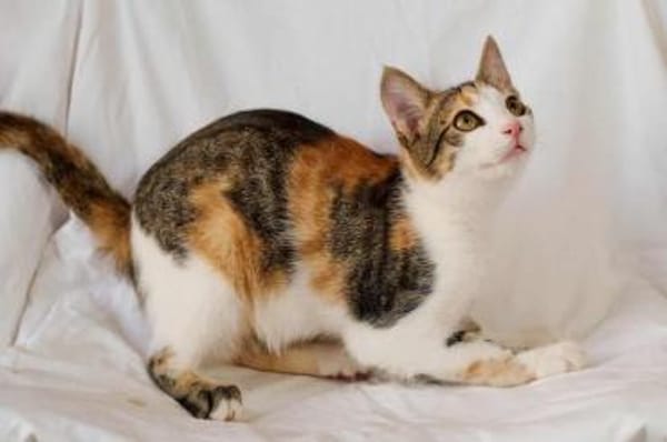 Little Luna, liebevolle Schmusekatze, ca