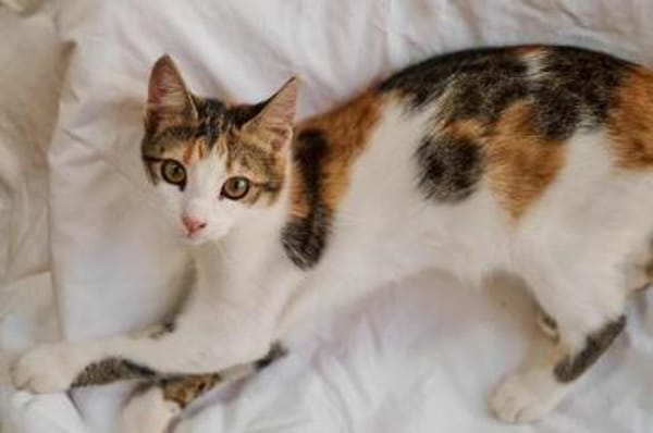 Little Luna, liebevolle Schmusekatze, ca