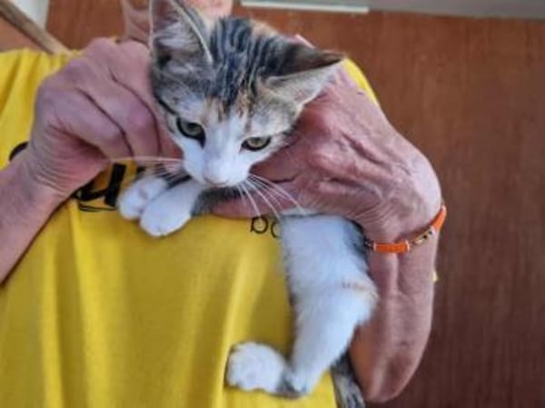 Little Luna, liebevolle Schmusekatze, ca