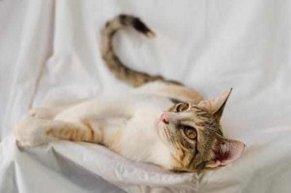 Greta, verkuscheltes Tigermädchen, ca. 6