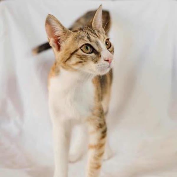 Greta, verkuscheltes Tigermädchen, ca. 6