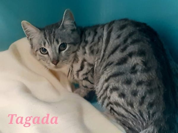 Tagada