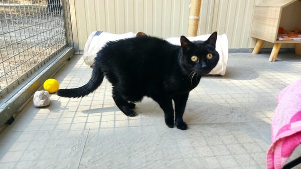Leila En cours d'adoption