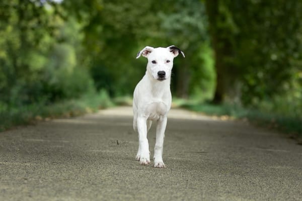 Penny (réservée)