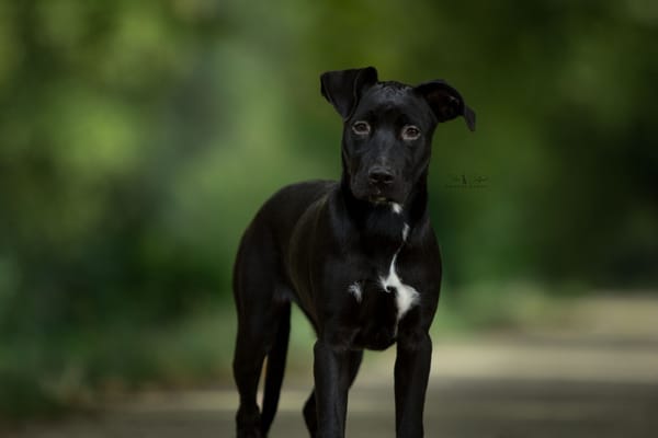 Spotty (réservée)