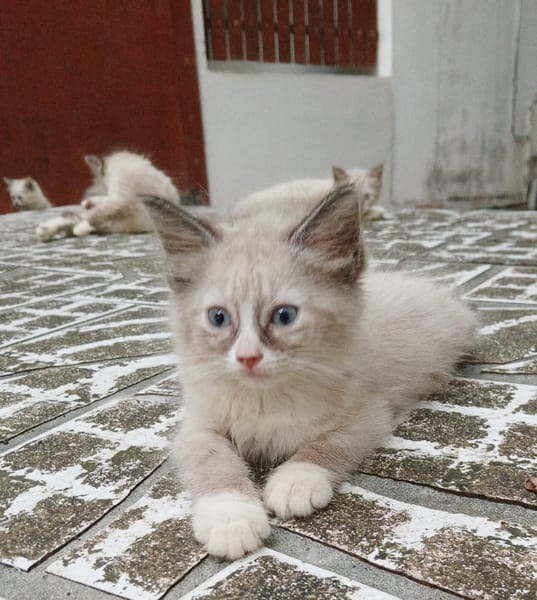 AMOURETTE, chaton créole femelle
