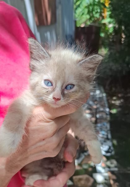 AMOURETTE, chaton créole femelle