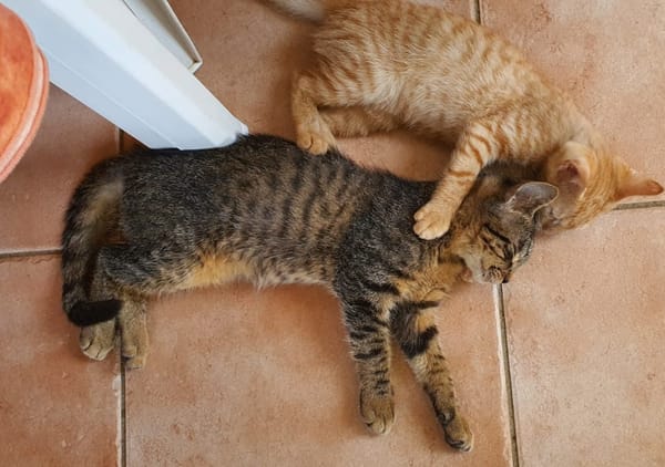 SHAKER, chaton mâle type européen