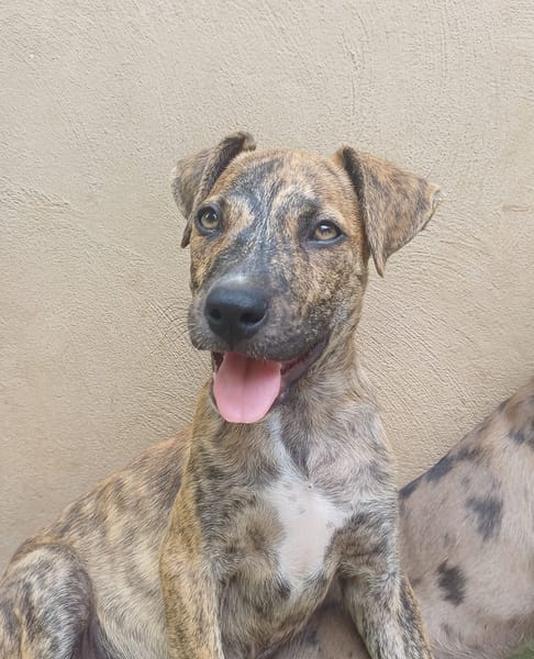 IKO, chiot mâle Berger Créole