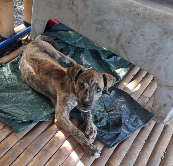 IKO, chiot mâle Berger Créole