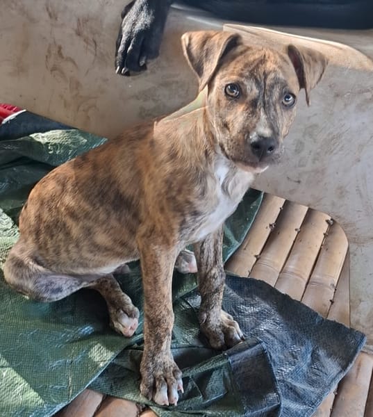 IKO, chiot mâle Berger Créole