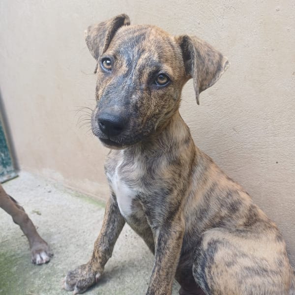 IKO, chiot mâle Berger Créole