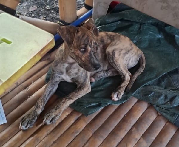 IKO, chiot mâle Berger Créole