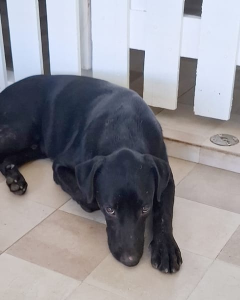 HIERROS Mâle junior Berger Créole