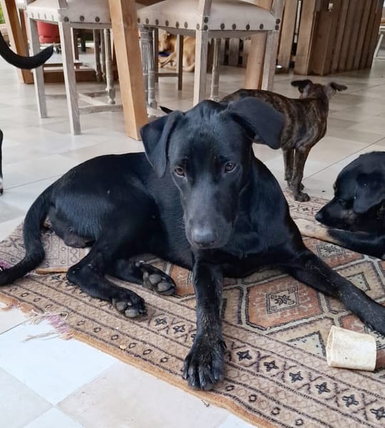 HIERROS Mâle junior Berger Créole