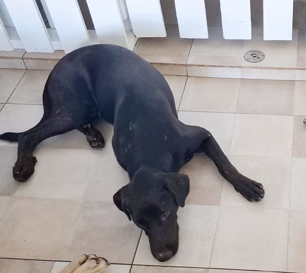 HIERROS Mâle junior Berger Créole