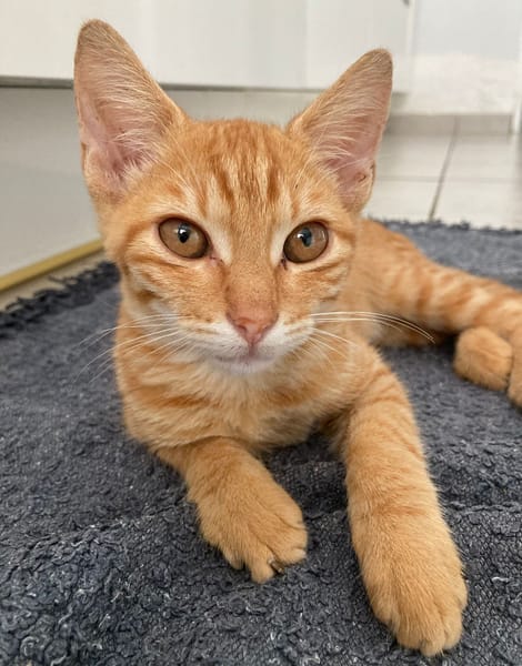 PHEBUS, chaton mâle type européen
