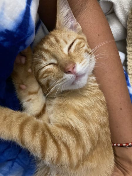 PHEBUS, chaton mâle type européen