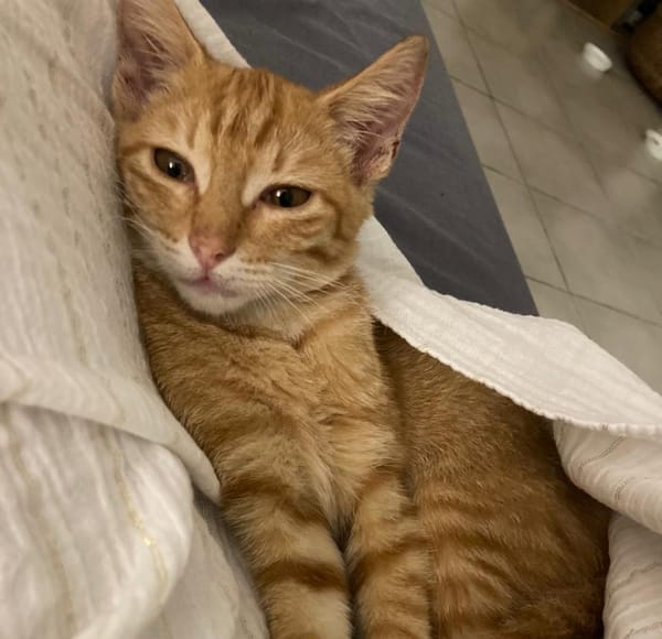PHEBUS, chaton mâle type européen