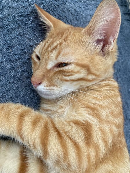 PHEBUS, chaton mâle type européen