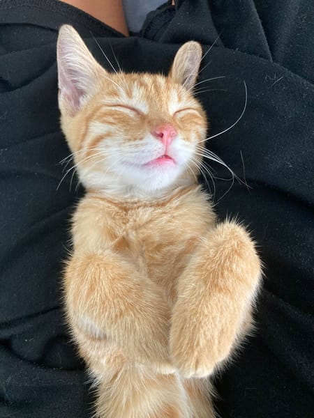 PHEBUS, chaton mâle type européen