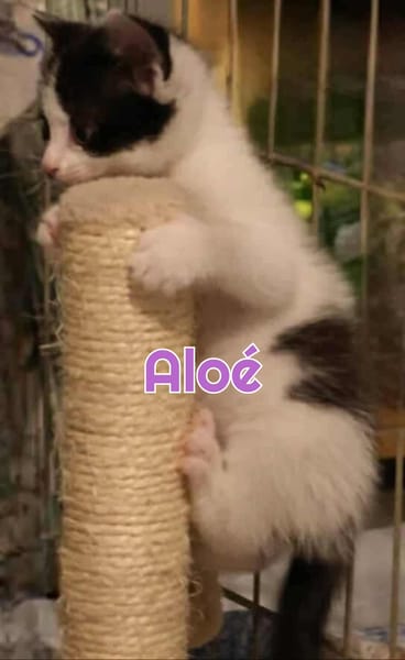 ALOE A RESERVER