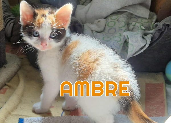 AMBRE A RESERVER