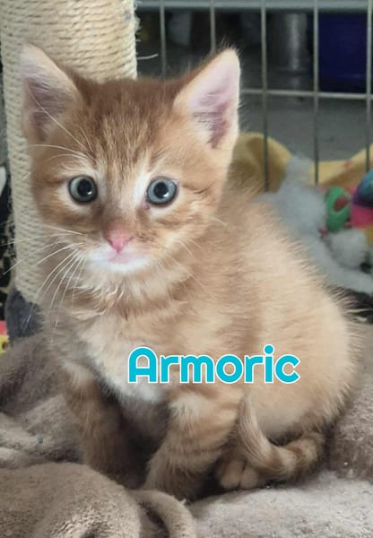 AMBRE A RESERVER