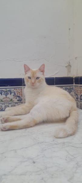 Luca