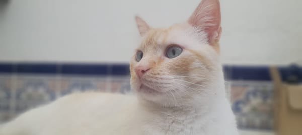 Luca