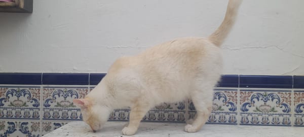 Luca