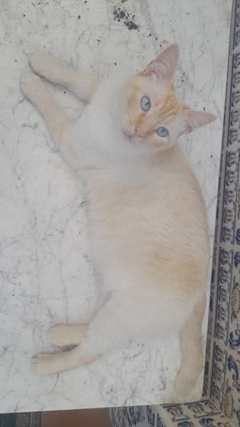 Luca