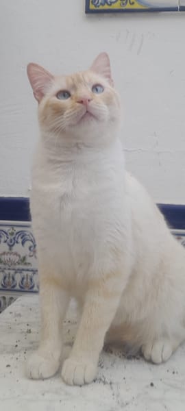 Luca