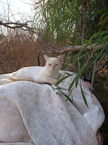 Silvestre