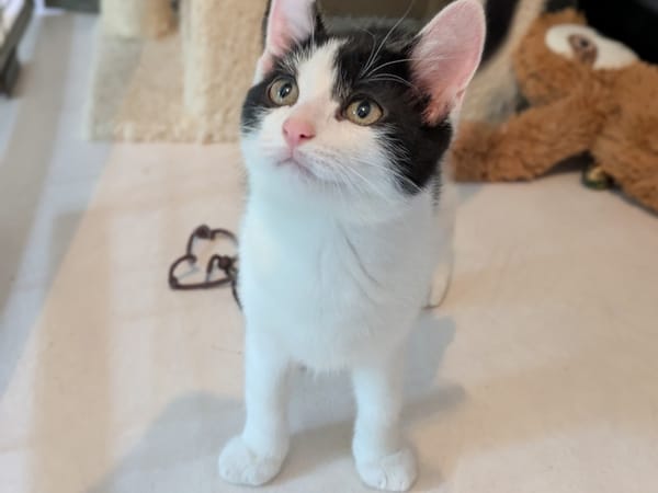 AMIRA