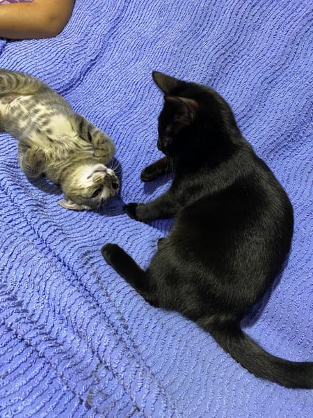 Aura et Maya